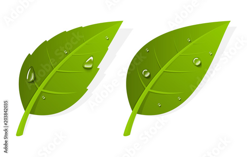 Two green realistic leaves