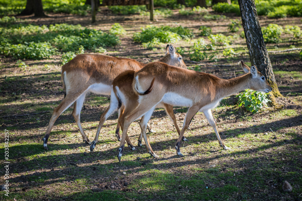 Antelope in the zoo. An African animal locked in a cage. Antelope in the zoo. An African animal locked in a cage.