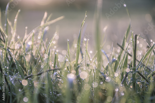 Morning dew on grass leaves,sunrise,uk.
