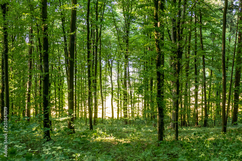 Wald © focus finder