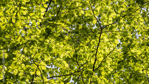 Texture from leaves of European beech in backlight. Fagus sylvatica. Cheerful spring play of light and shadows in sunlit lush foliage with clear blue sky in background.