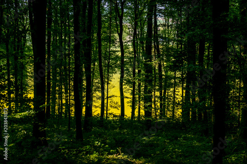 Wald © focus finder