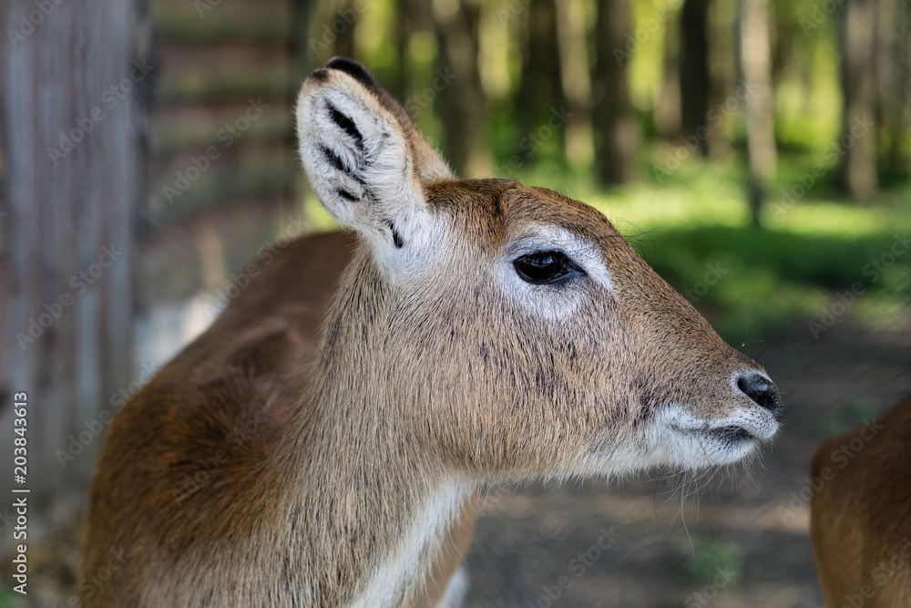 Antelope in the zoo. An African animal locked in a cage. Antelope in the zoo. An African animal locked in a cage.