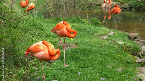 Flamingos preening near grassy edge of water stream ALT photo