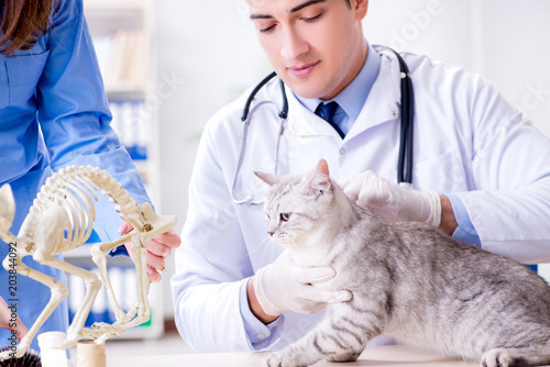 Fototapeta Naklejka Na Ścianę i Meble -  Cat being examining in vet clinic
