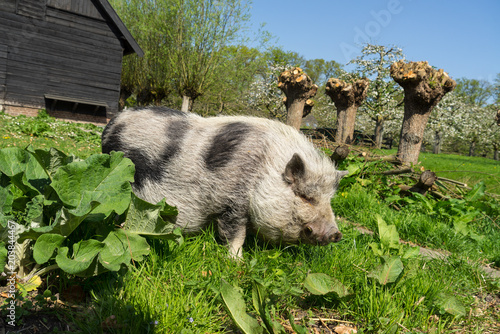 Pot-bellied Pig walking in the grass on a farm photo