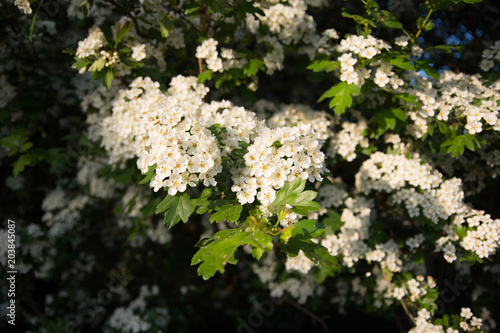 Tree full of the flowers, Nezamyslice, Moravia, Czech Rebublic photo