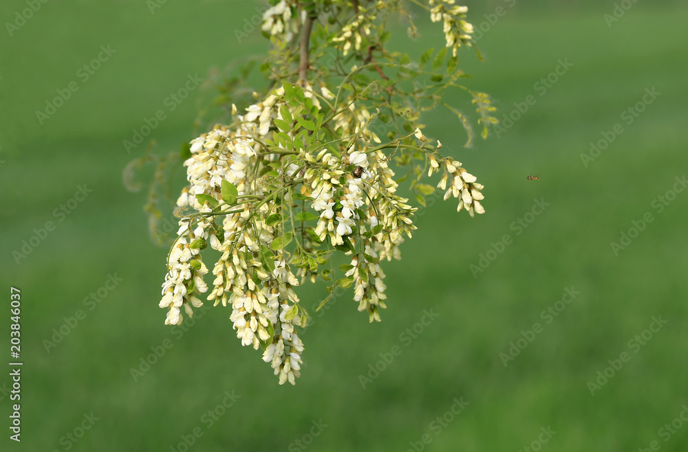 White locust tree flowers White locust tree flowers