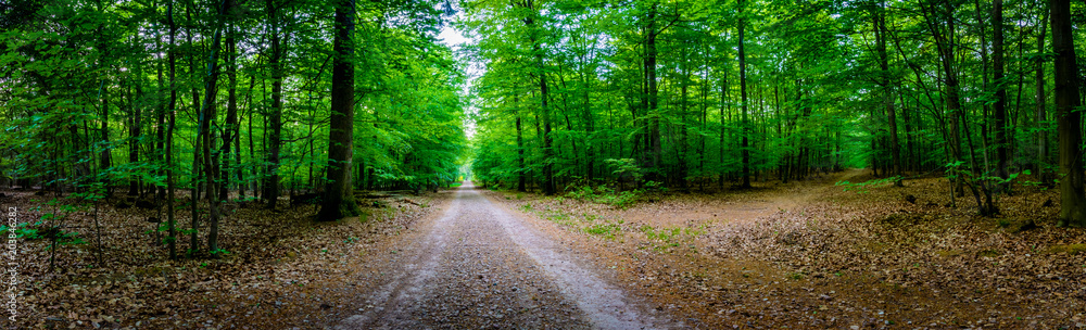 Wald Wanderung - Germany