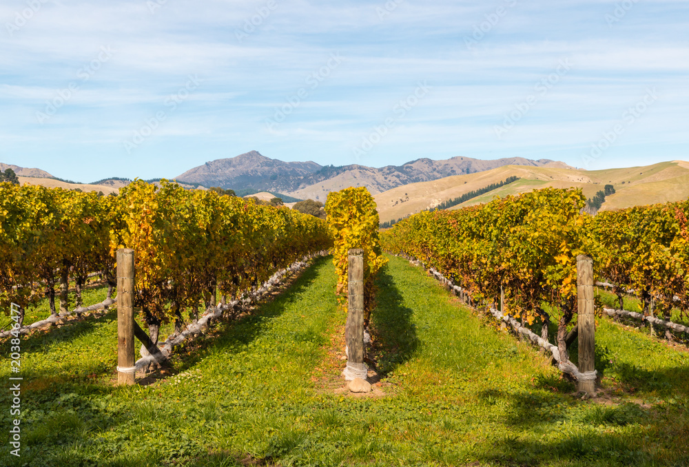 rows of grapevine in autumn in New Zealand vineyard with copy space