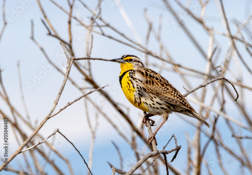 Western Meadowlark