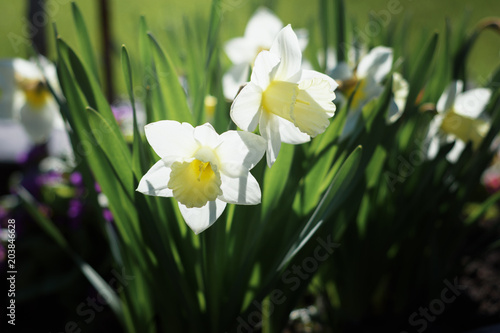 Fototapeta Naklejka Na Ścianę i Meble -  field of yellow and white daffodils