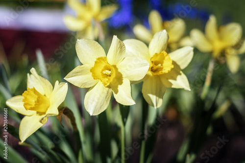 Fototapeta Naklejka Na Ścianę i Meble -  field of yellow and white daffodils