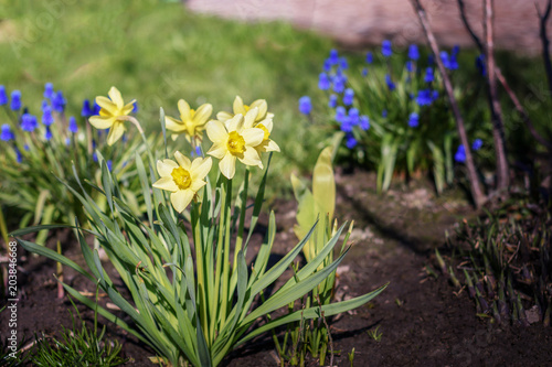 Fototapeta Naklejka Na Ścianę i Meble -  field of yellow and white daffodils