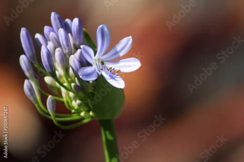 Agapanthus