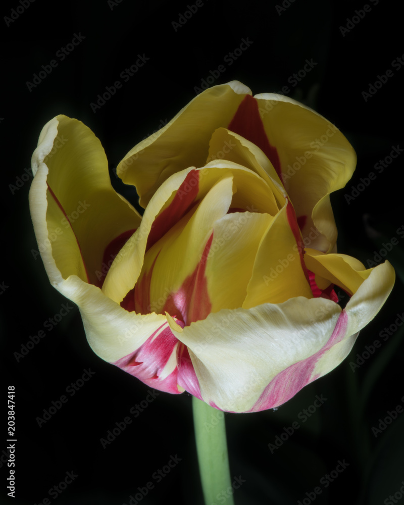 Isolated Tulip Open Wide