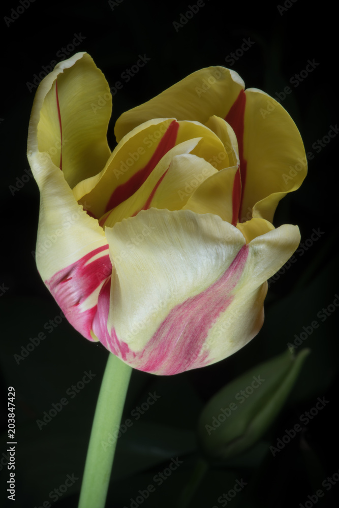 Solo Macro Tulip Red and Yellow