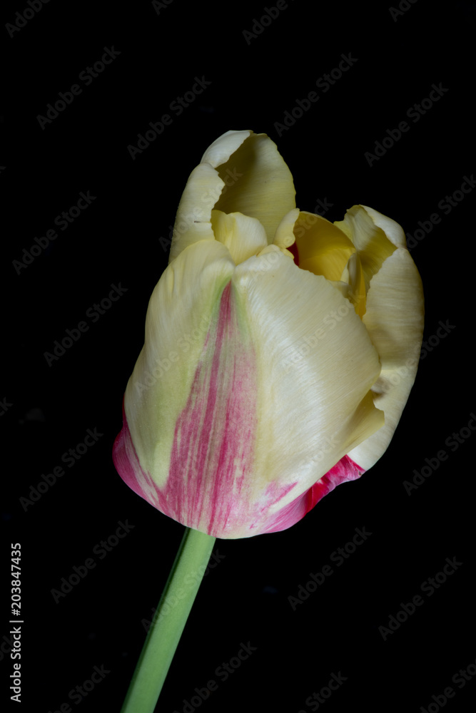Tulip on Black Background