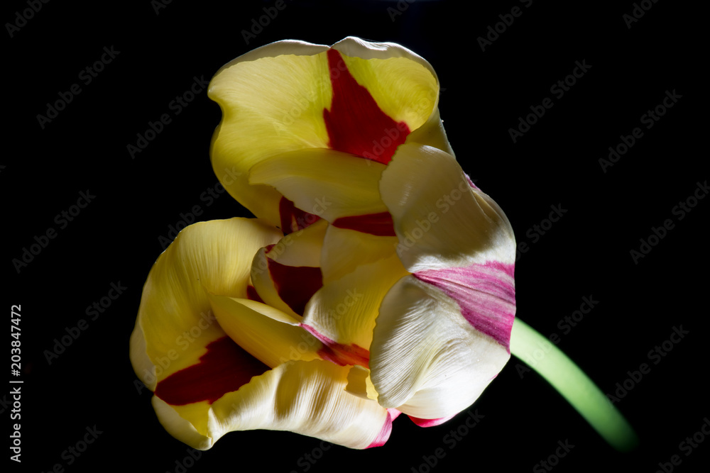 Angled Tulip