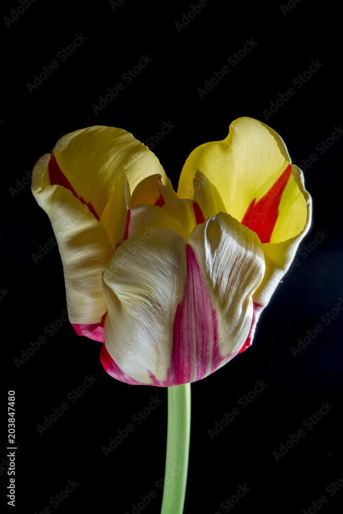 Tulip Heart