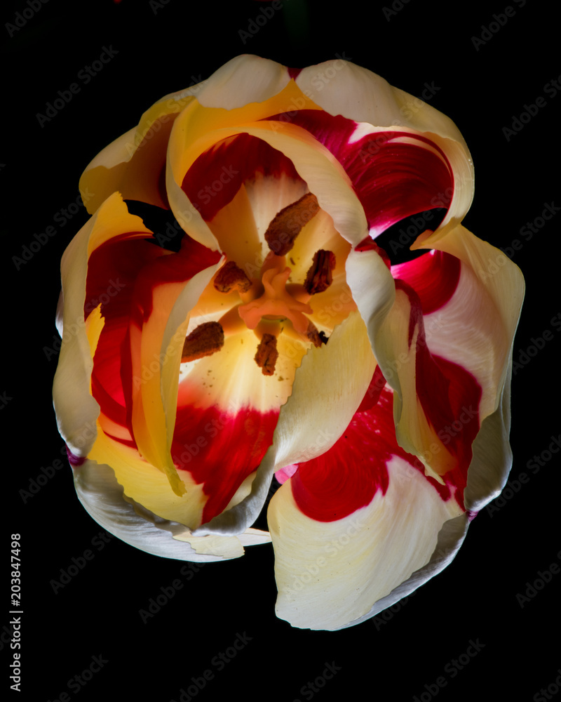 Isolated Tulip Closeup