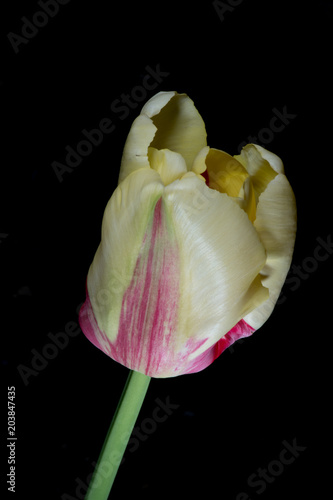 Obraz na płótnie Tulip on Black Background w salonie