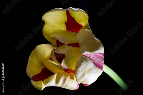 Obraz na płótnie Angled Tulip w salonie