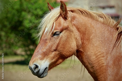 Close up portrait of head of haflinger horse, brown color with beige mane, summer sunny day, blurry green and brown background, in pasture