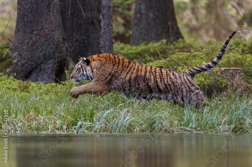 Fototapeta Naklejka Na Ścianę i Meble -  Sibirischer Tiger springt in den See