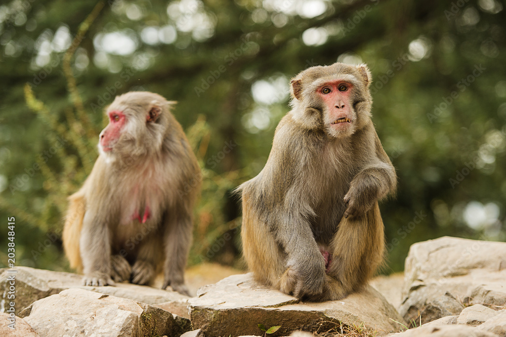 Portrait of two beautiful macaque monkeys in the middle of a green forest in the city of Dharamshala, India Portrait of two beautiful macaque monkeys in the middle of a green forest in the city of Dharamshala, India