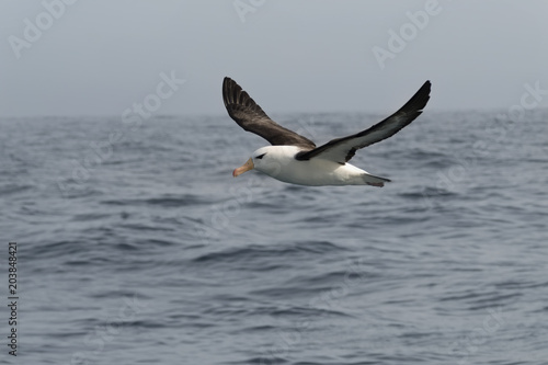 Black-browed Albatross  Scotia Sea  Antarctic