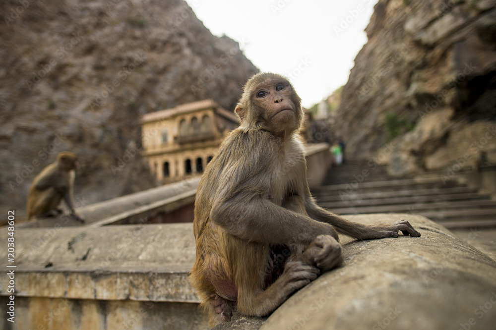 Portrait of a young macaque monkey sitting on a wall during the sunset. Galta Ji Jaipur Monkey Temple in the background. Jaipur, India.