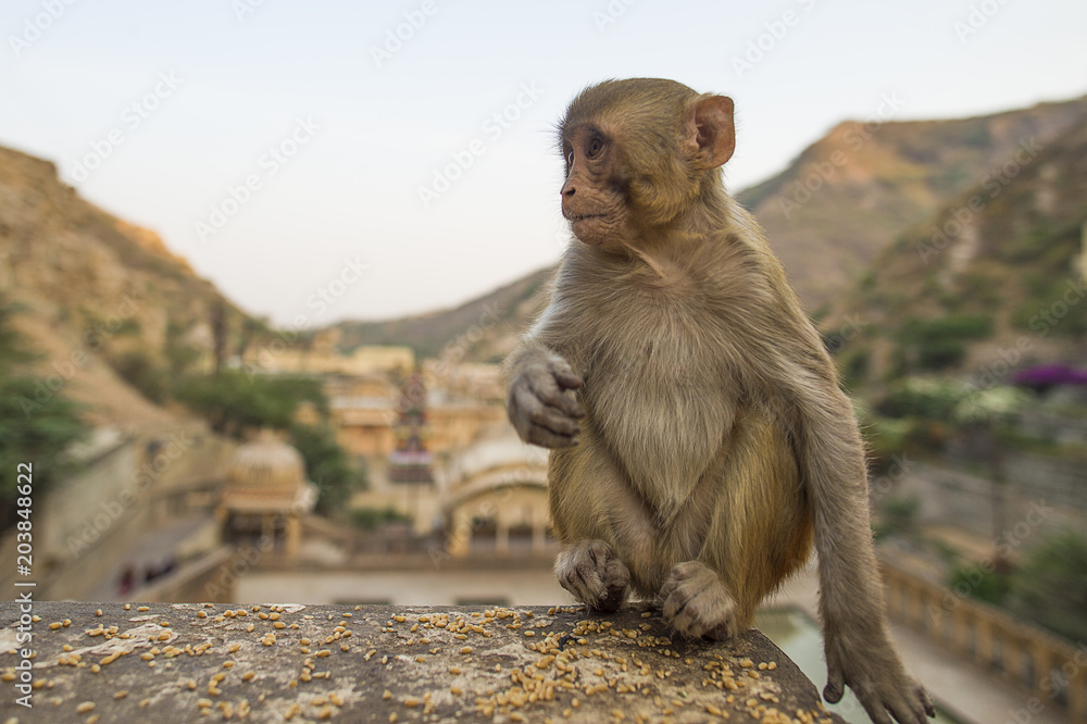 Portrait of a young macaque monkey sitting on a wall during the sunset. Galta Ji Jaipur Monkey Temple in the background. Jaipur, India.