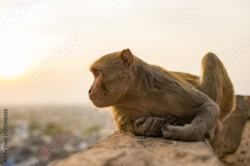 Portrait of a young macaque monkey sitting on a wall enjoying the sunset. Jaipur city in the background. Jaipur  India.