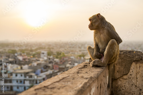 Portrait of a young macaque monkey sitting on a wall enjoying the sunset. Jaipur city in the background. Jaipur, India.