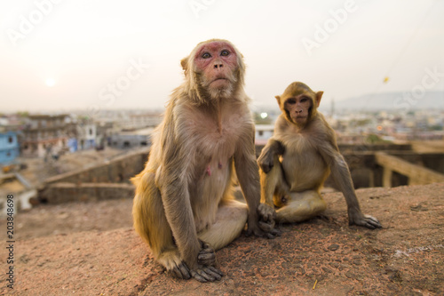 Portrait of two young macaque monkeys sitting on a wall during the sunset. Jaipur city in the background, Galta Ji Jaipur Monkey Temple . Jaipur, India. © Travel Wild