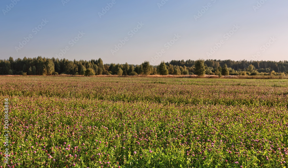 Field of clover flowers