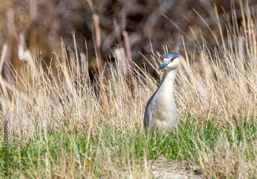 Black Crowned Night Heron photo