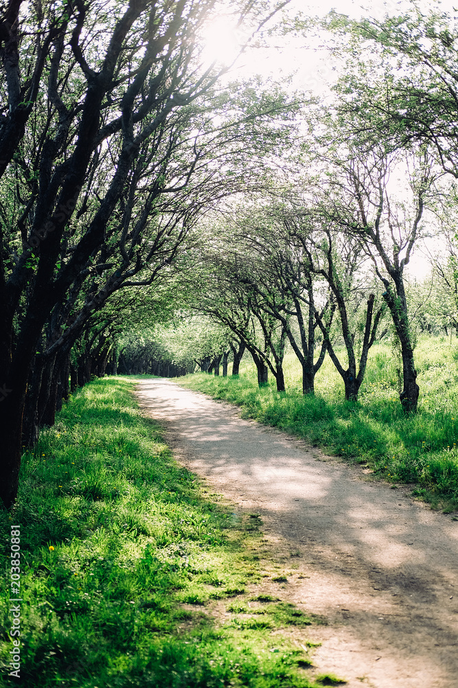Summer landscape. Apple tree alley in the garden. Summer landscape. Apple tree alley in the garden.