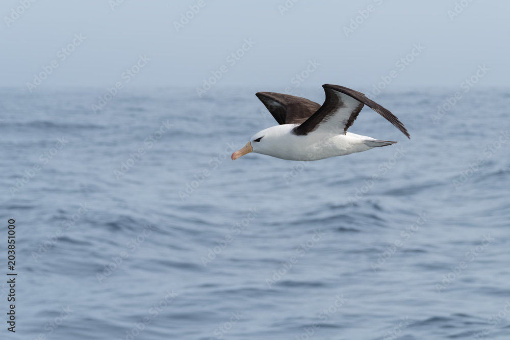 Black-browed Albatross, Scotia Sea, Antarctic Black-browed Albatross, Scotia Sea, Antarctic