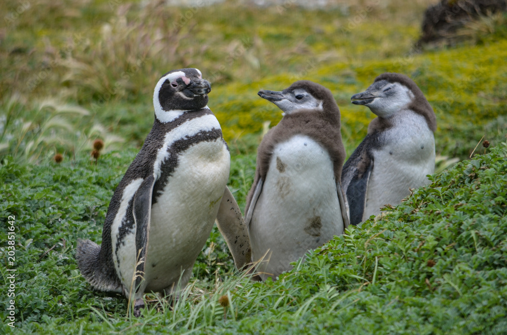 Obraz premium Magellan Penguin at the Cerro Otway colony, Punta Arenas, Chile