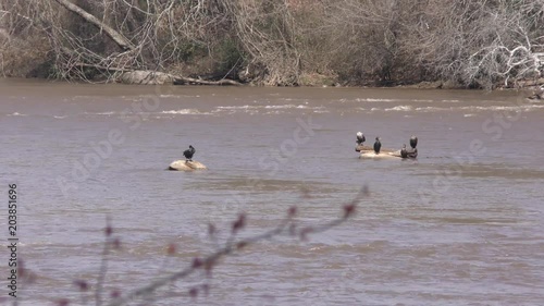 Georgia, Chattahoochee River, Cormorant birds sunning themselves on rocks