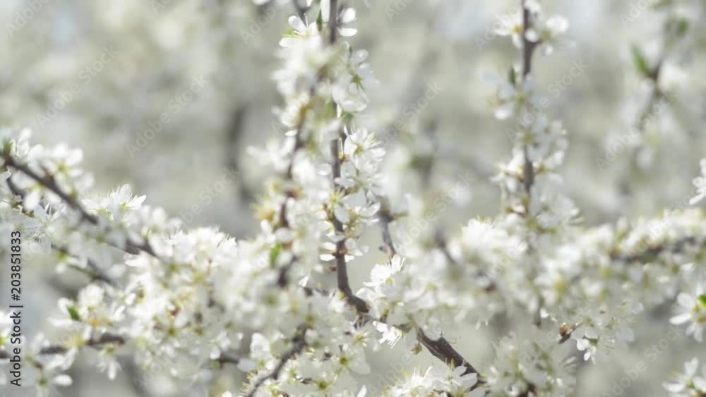 Flowering cherry tree branches in white petals swaying in the wind under the spring sun. Flowering cherry tree branches in white petals swaying in the wind under the spring sun.