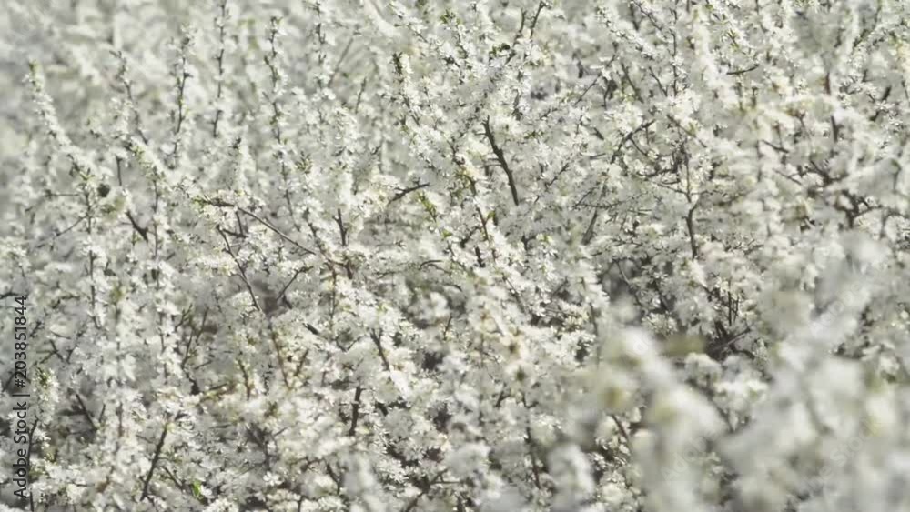 Flowering branches in white petals swaying in the wind under the spring sun. Flowering branches in white petals swaying in the wind under the spring sun.