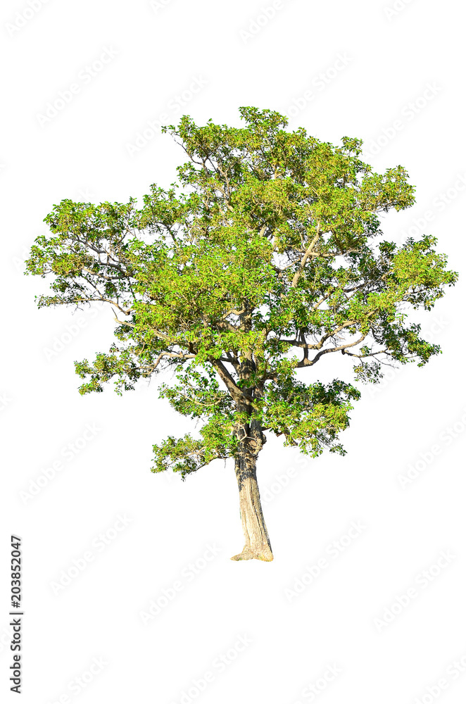 tree isolated on white background. tree isolated on white background.