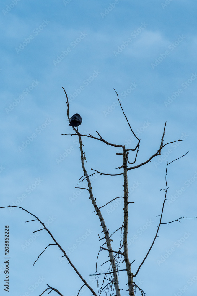crow resting on bare twig with blue sky crow resting on bare twig with blue sky
