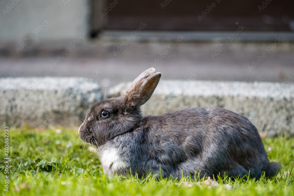 cute grey rabbit with fat face and blue eyes resting on green grass field cute grey rabbit with fat face and blue eyes resting on green grass field