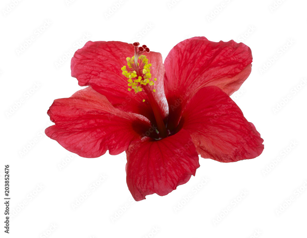 Bright large flower of red hibiscus isolated on white background