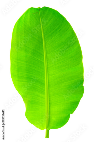 Tree Banana Leaf Isolated On White   clipping path