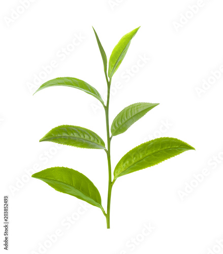 fresh green tea leaf isolated on white background.